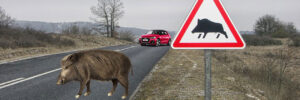 ¿que pasa si tengo un accidente en carretera con un animal?Consulta con Trafic abogados Valencia